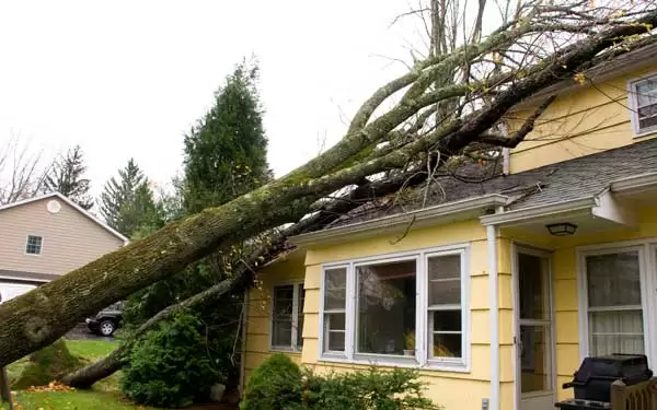 Home with a downed tree on it from a storm.