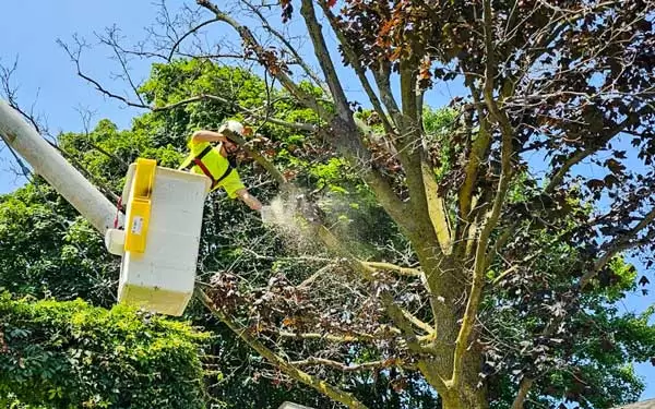 Joel from J&C tree services in a cherry picker bucket, pruning a tree.