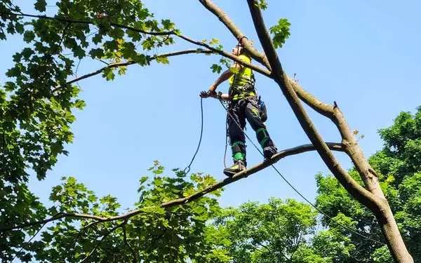 Joel from J&C tree services balancing on a tree branch, preparing for a tree removal.