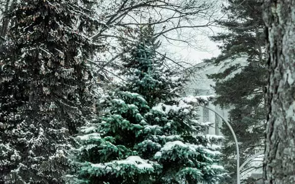 Trees covered in snow in the winter.