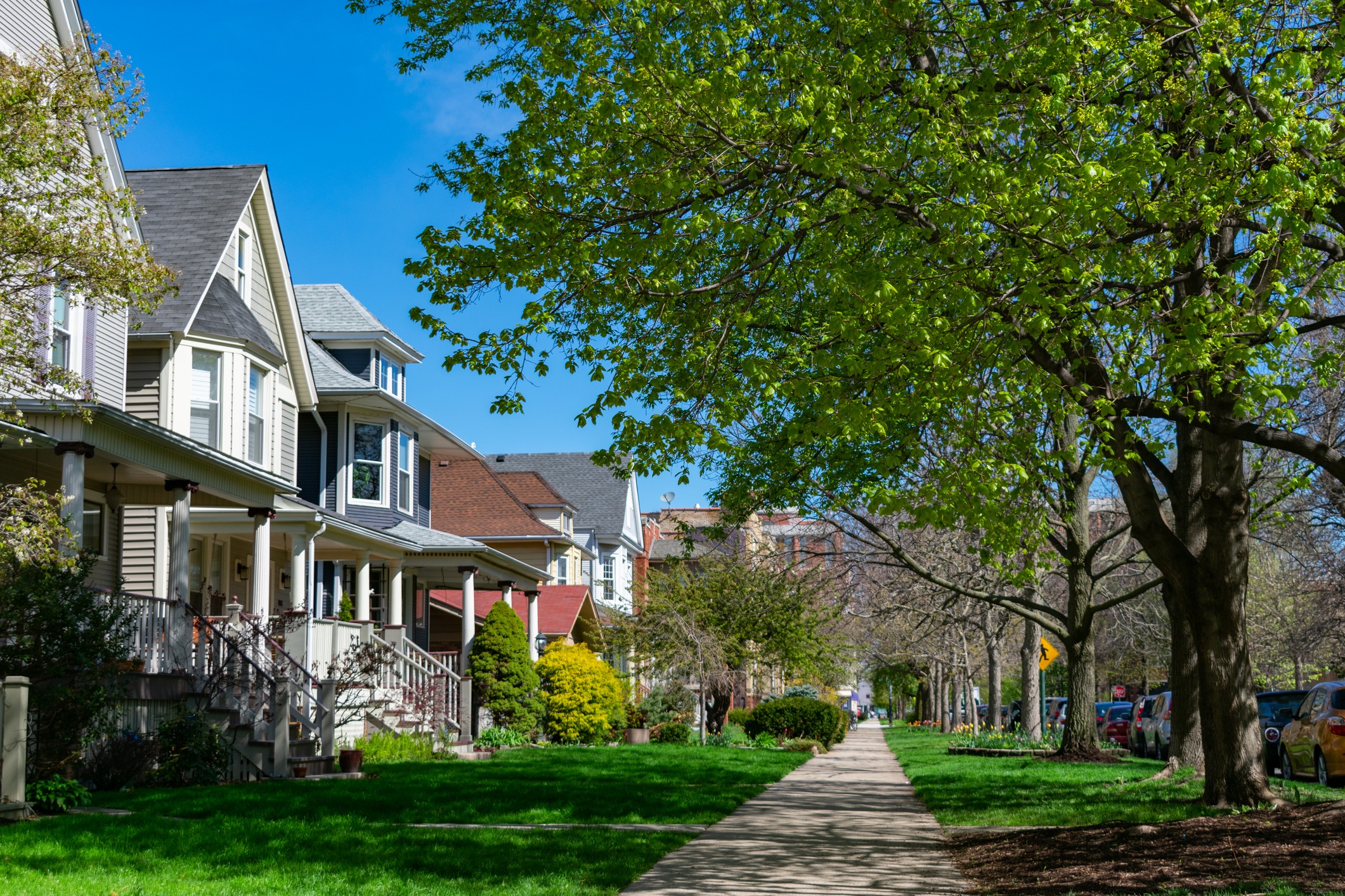 Importance of care for urban trees