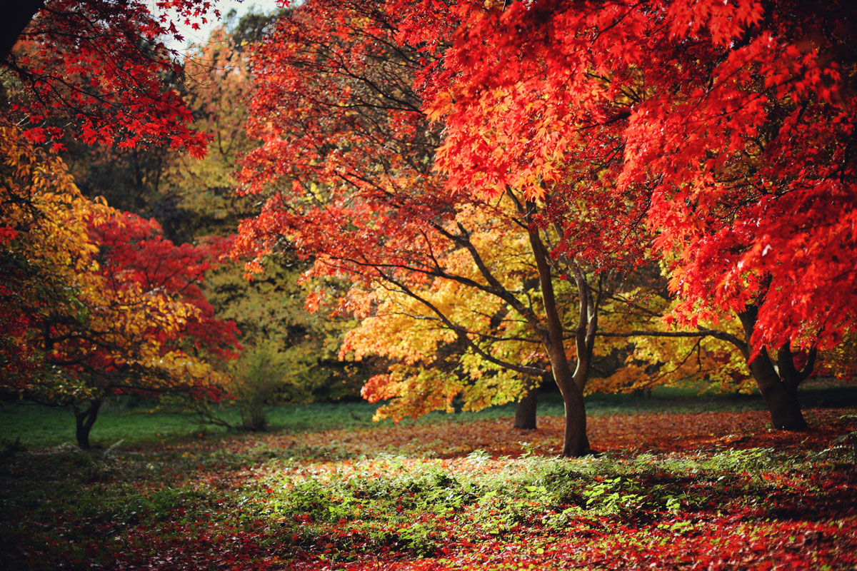 Why fall tree pruning is important