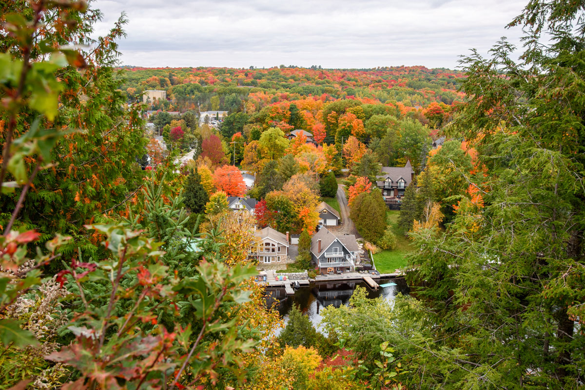 Care for trees in autumn in Ontario
