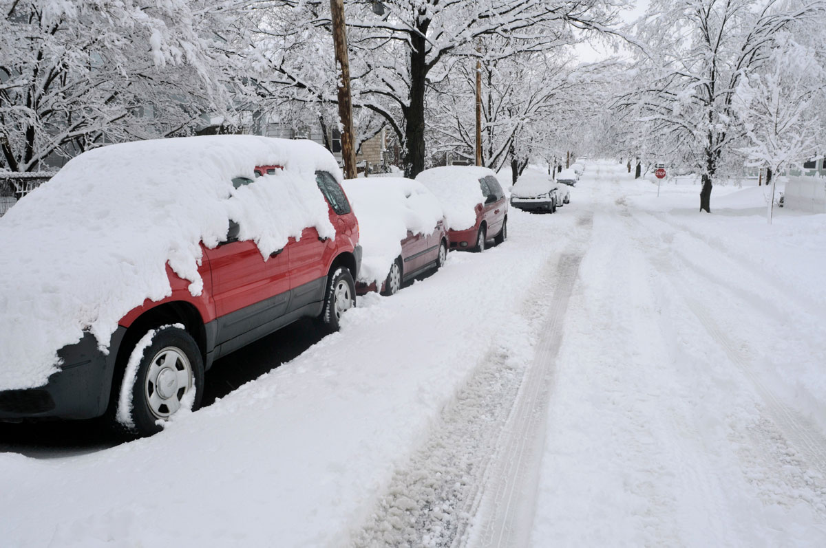 Prepare trees for a harsh winter in Ontario