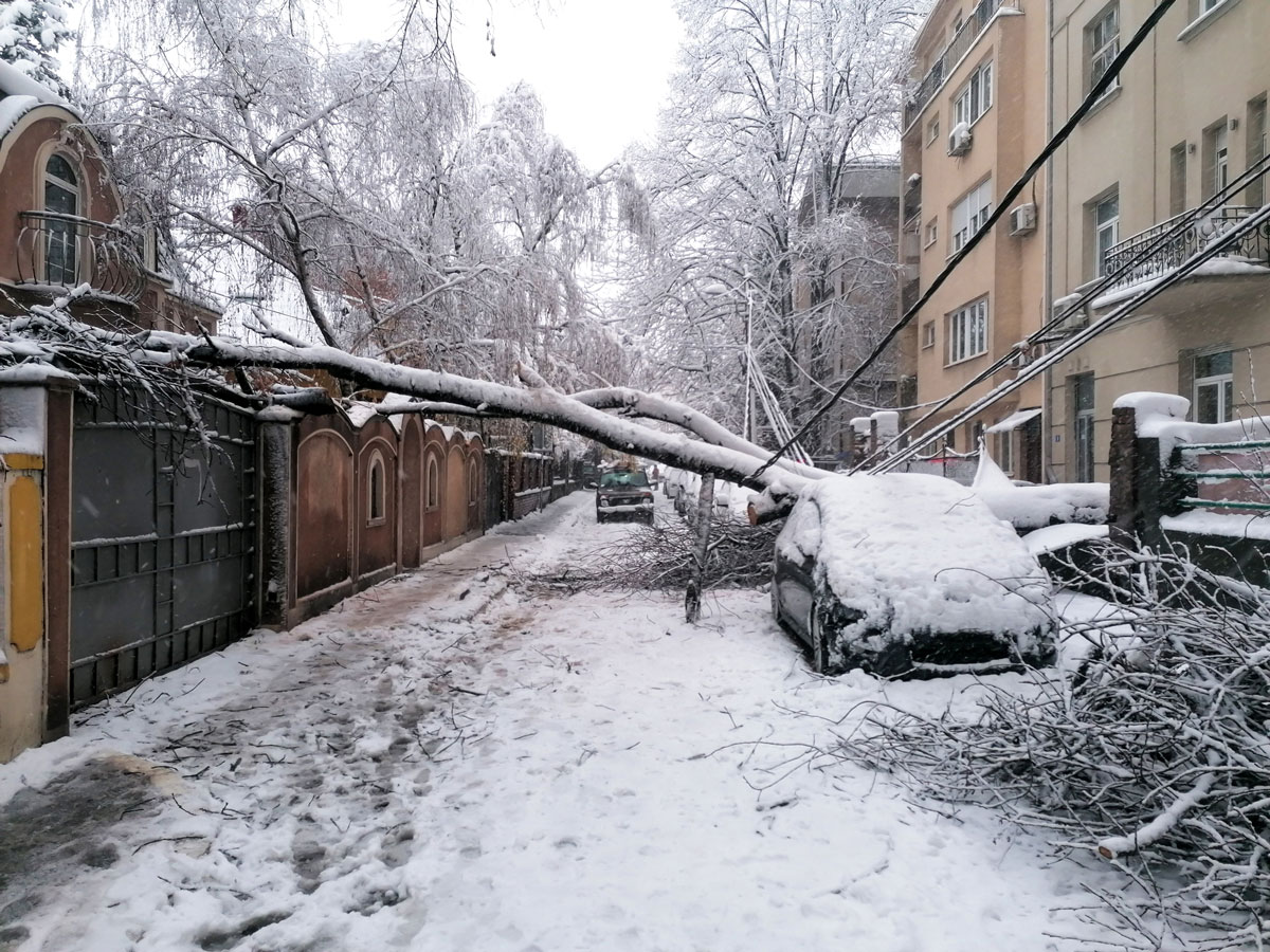 How to spot tree hazards before winter hits