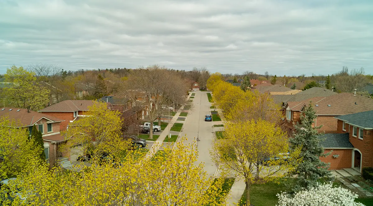 Professional spring tree pruning services in Toronto for healthy urban trees