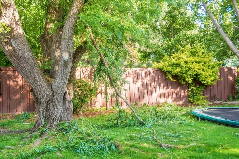 Hazardous tree pruning in Toronto to reduce spring storm risk