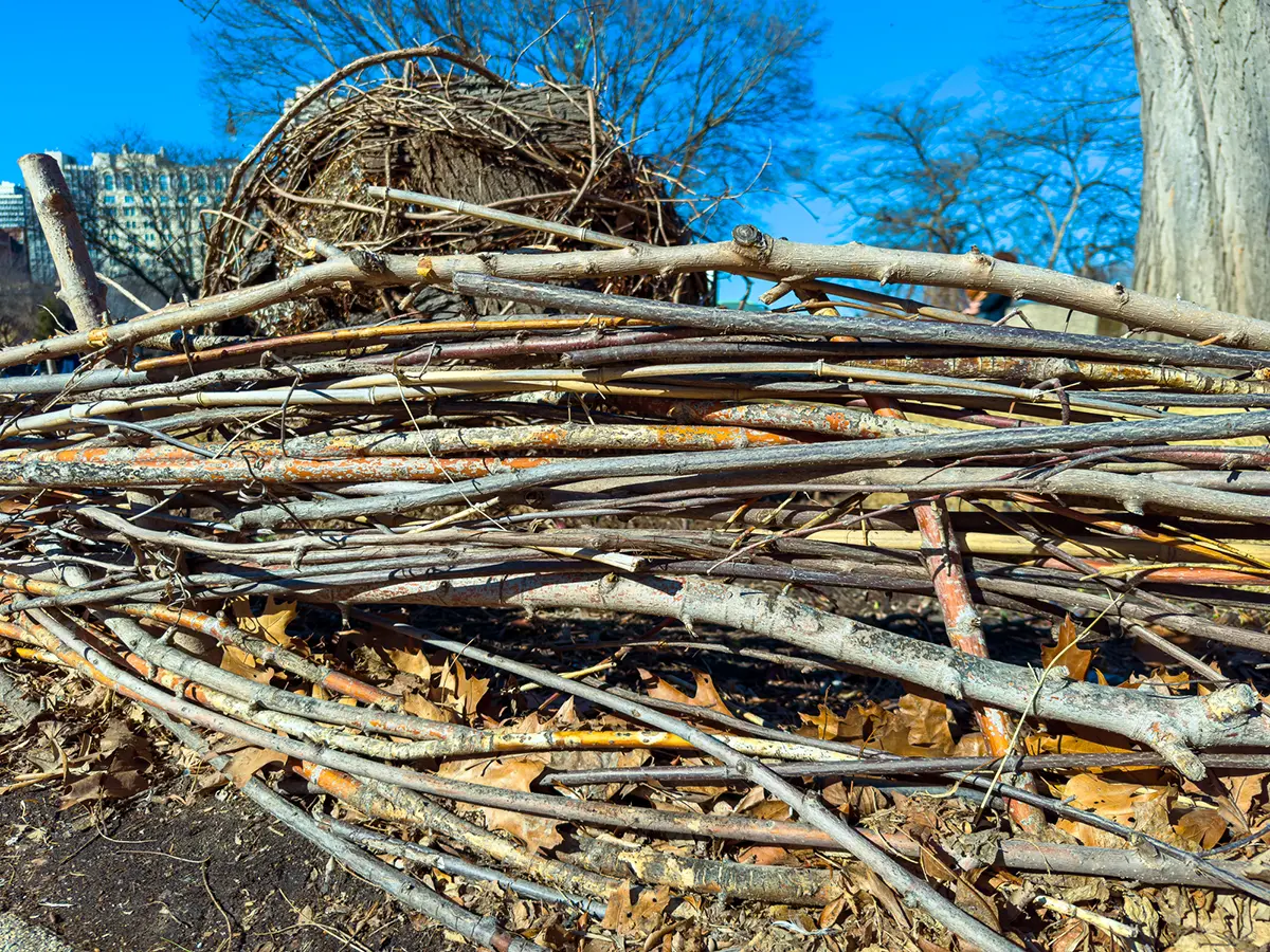 Spring tree care checklist in Toronto for healthy urban trees