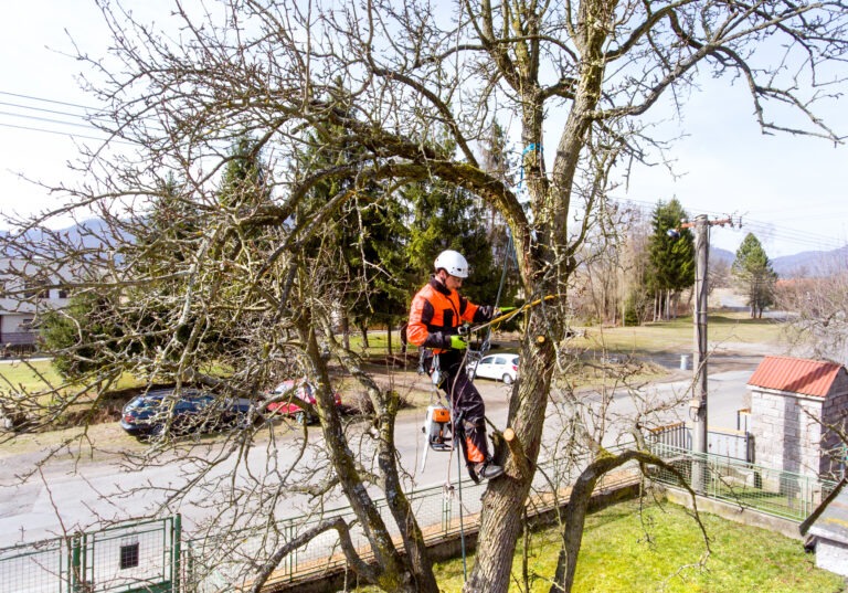 Early spring pruning is best for your trees because of cambial activity