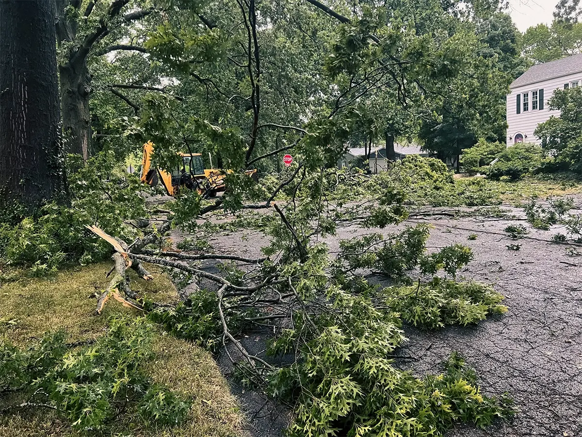Structural defects of trees that need arborist attention during Toronto’ storm season