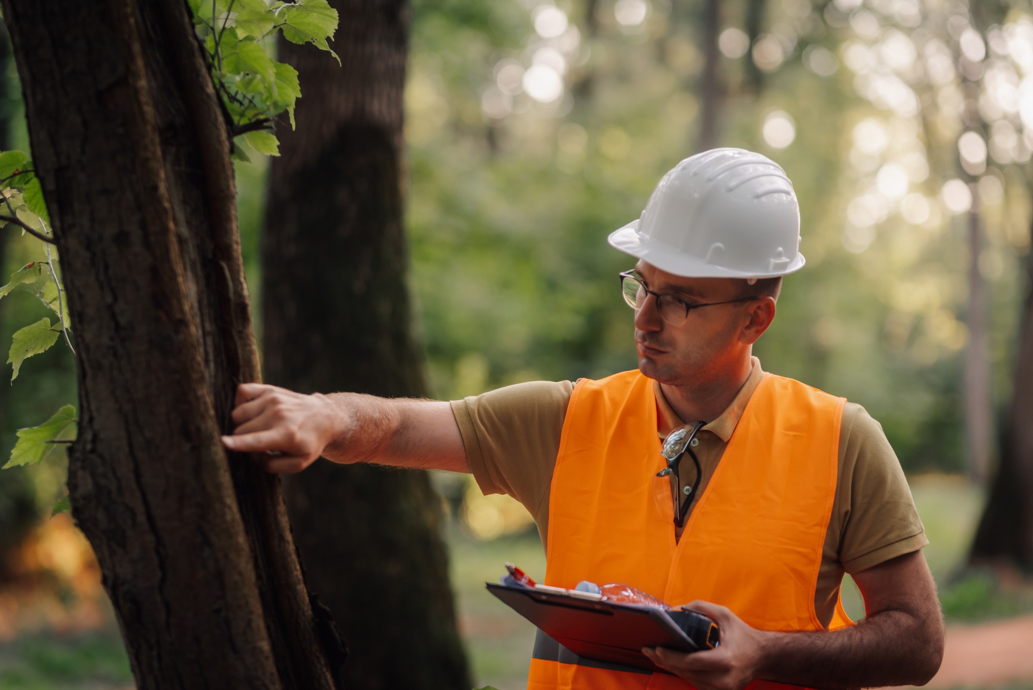 What’s included in an arborist inspection in Toronto