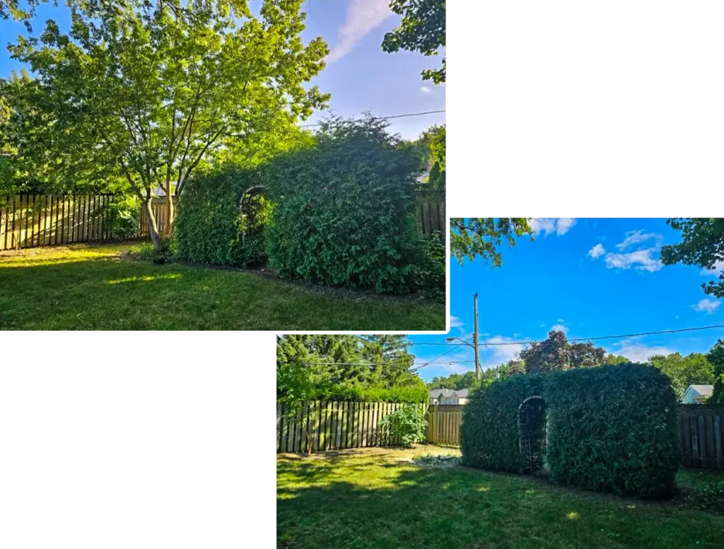 Garden hedge trimming