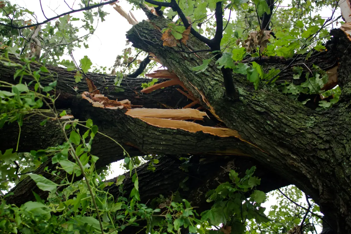 What storm damage to trees does an arborist look for