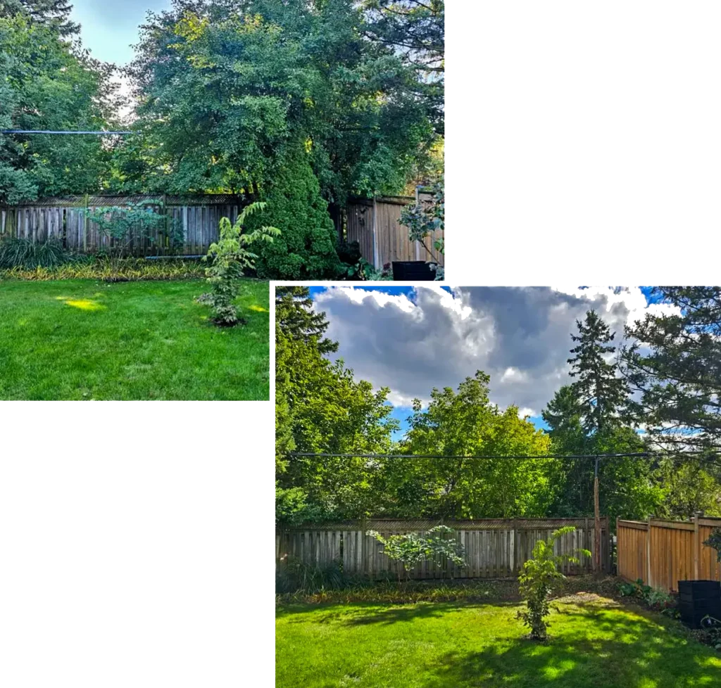 Many trees removed changing the look of this backyard