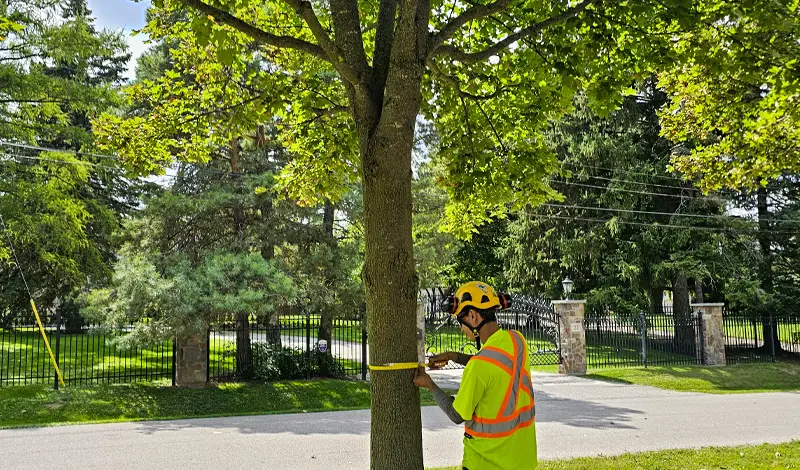 Arborist Reports