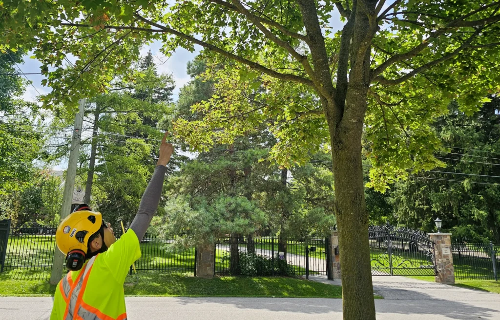 Arborist pointing up into a tree