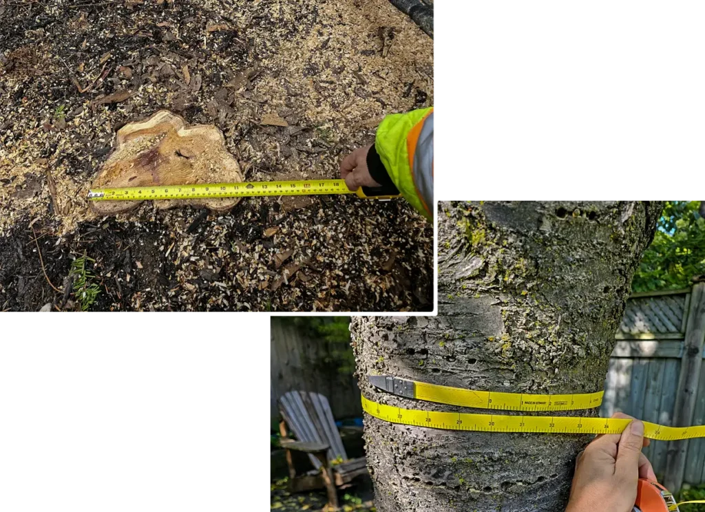 Arborist taking measurements for report