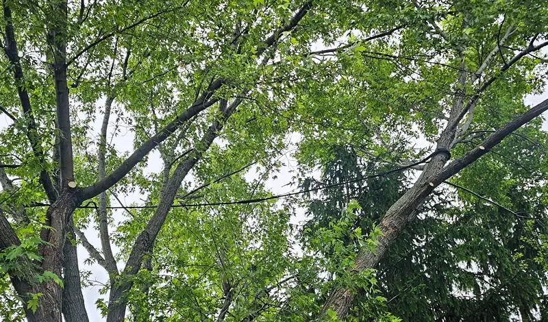 Tree Cabling and Bracing