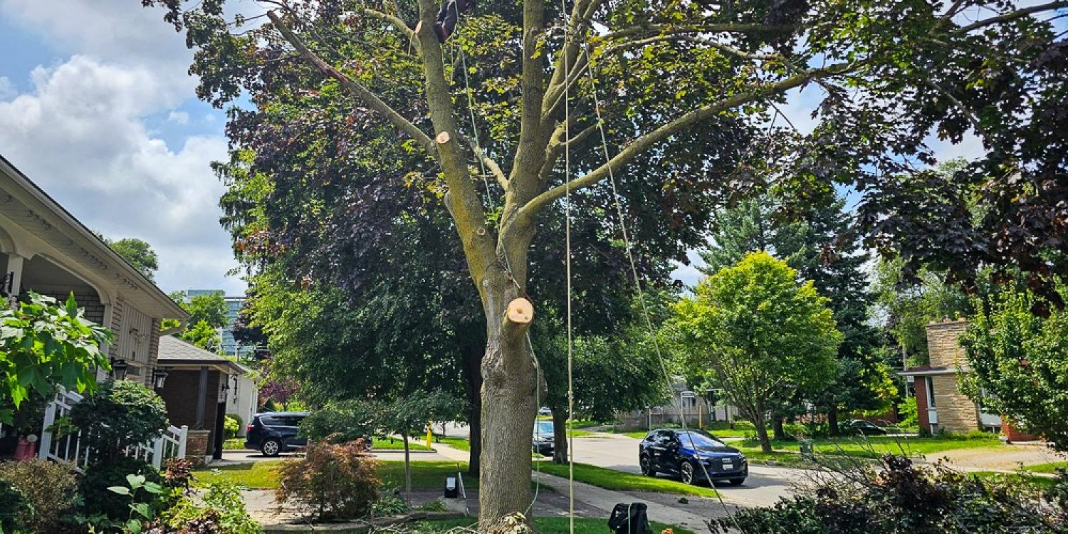 Joel from J&C Tree Services removing branches from a tree as part of its removal.