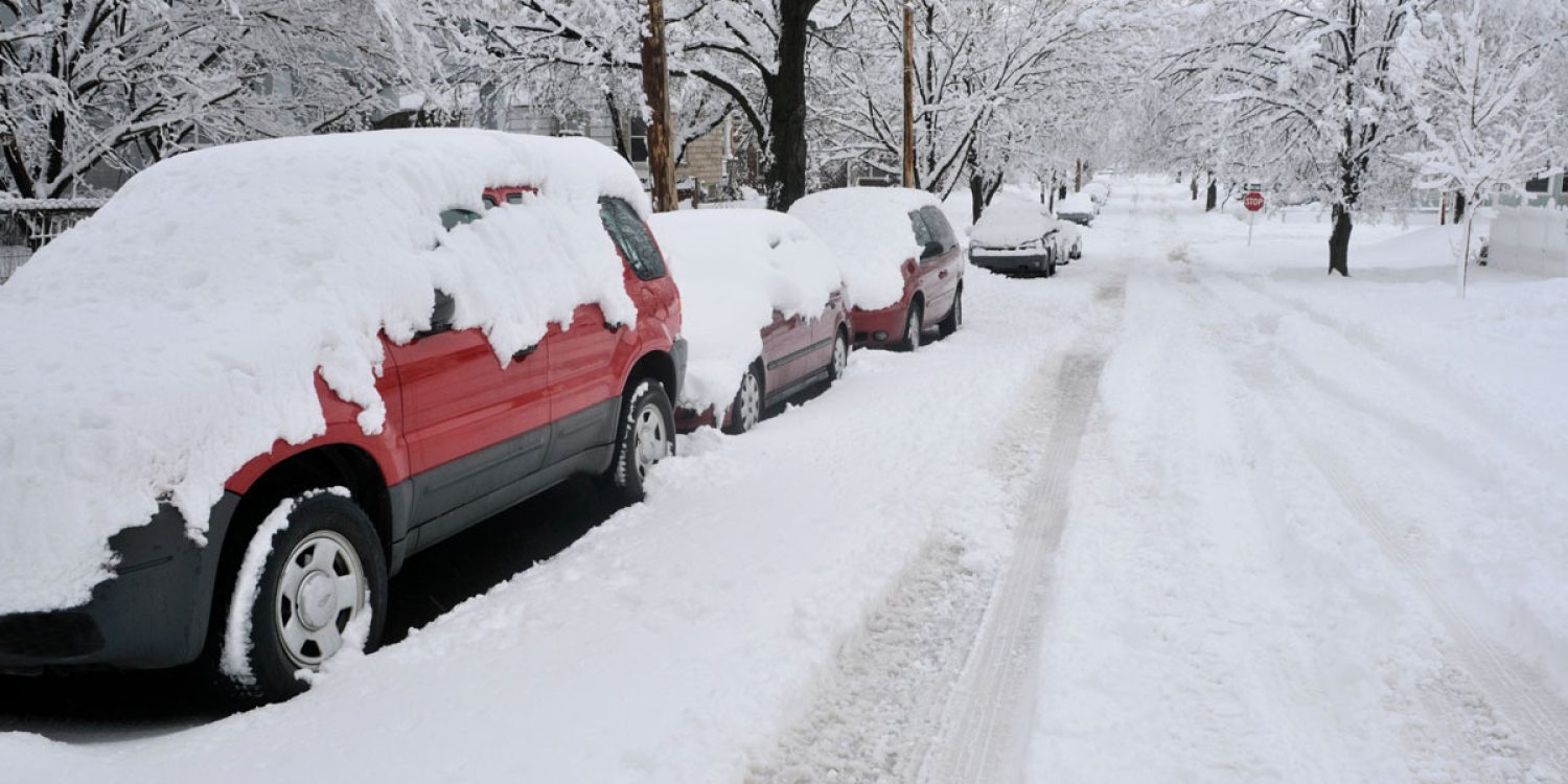 Prepare trees for a harsh winter in Ontario