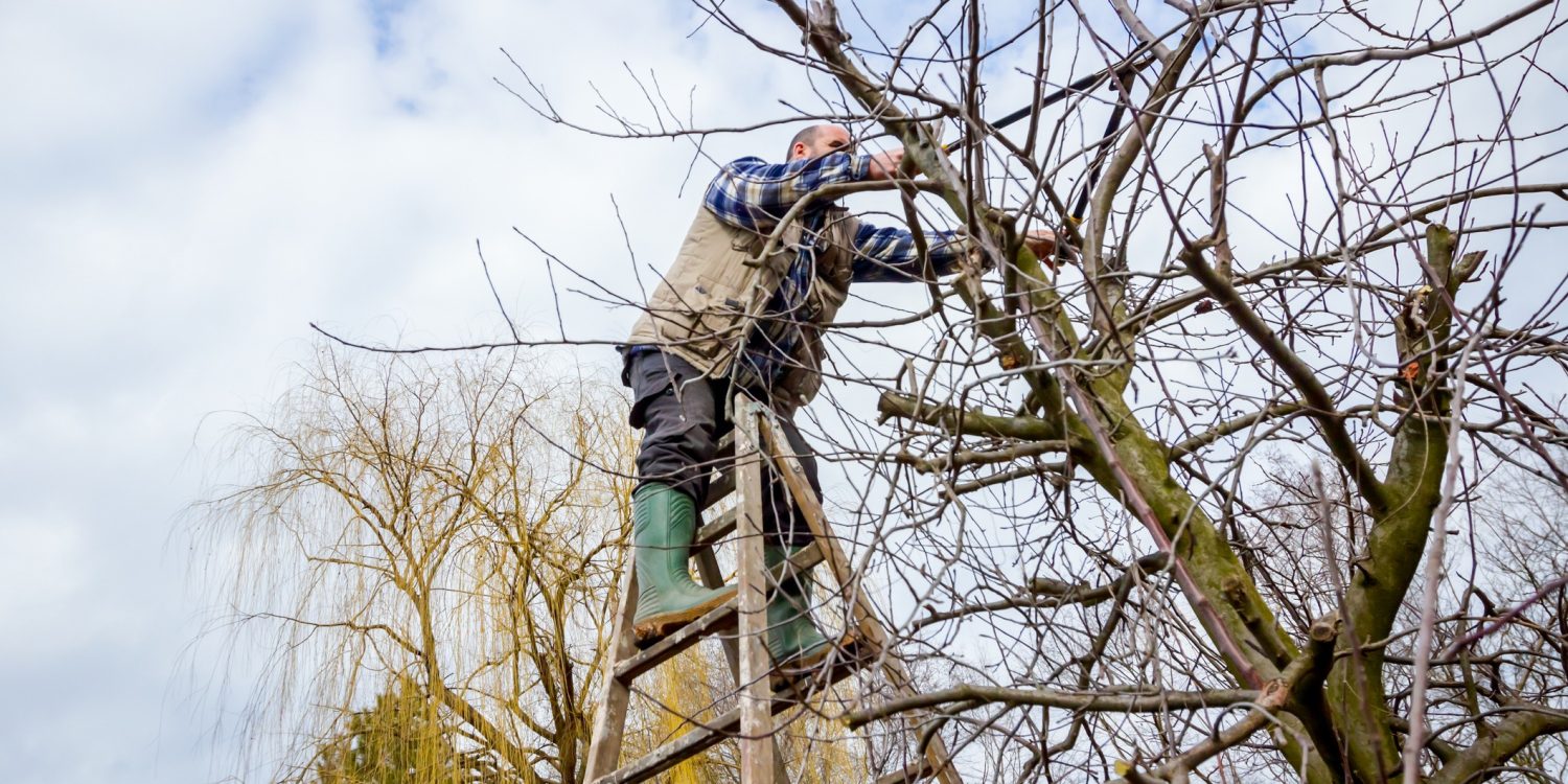 Professional tree maintenance for safety