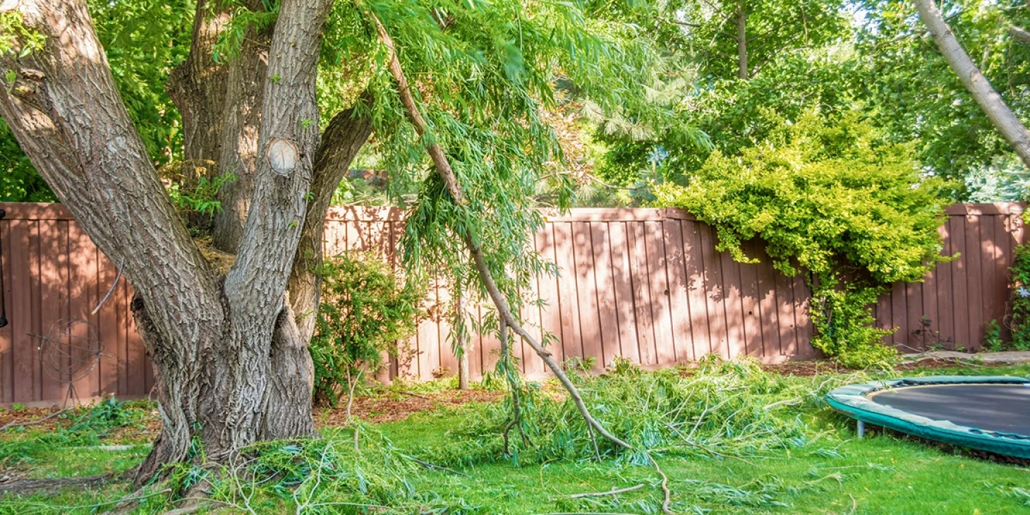 Hazardous tree pruning in Toronto to reduce spring storm risk