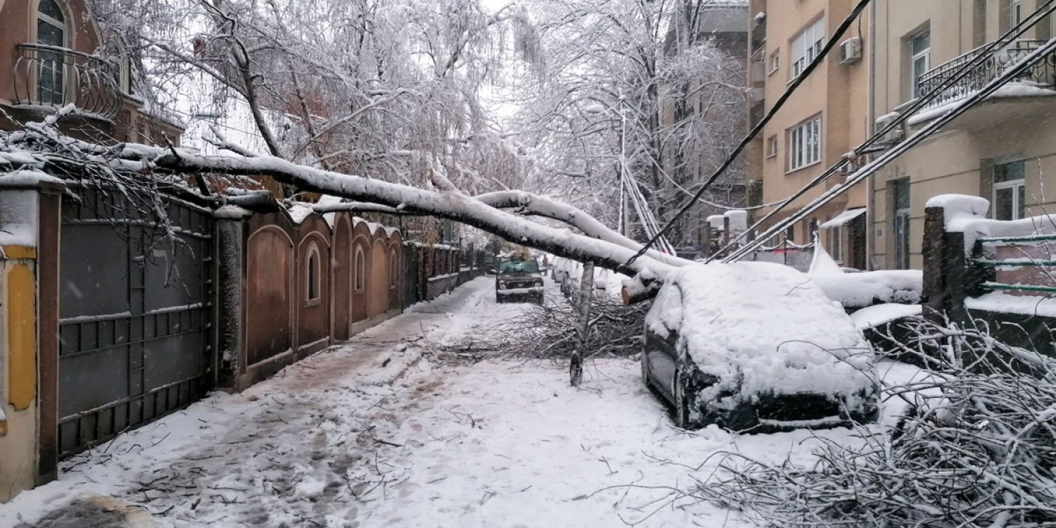 How to spot tree hazards before winter hits