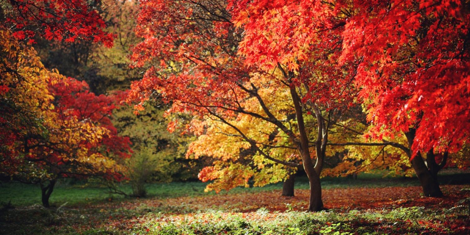 Why fall tree pruning is important