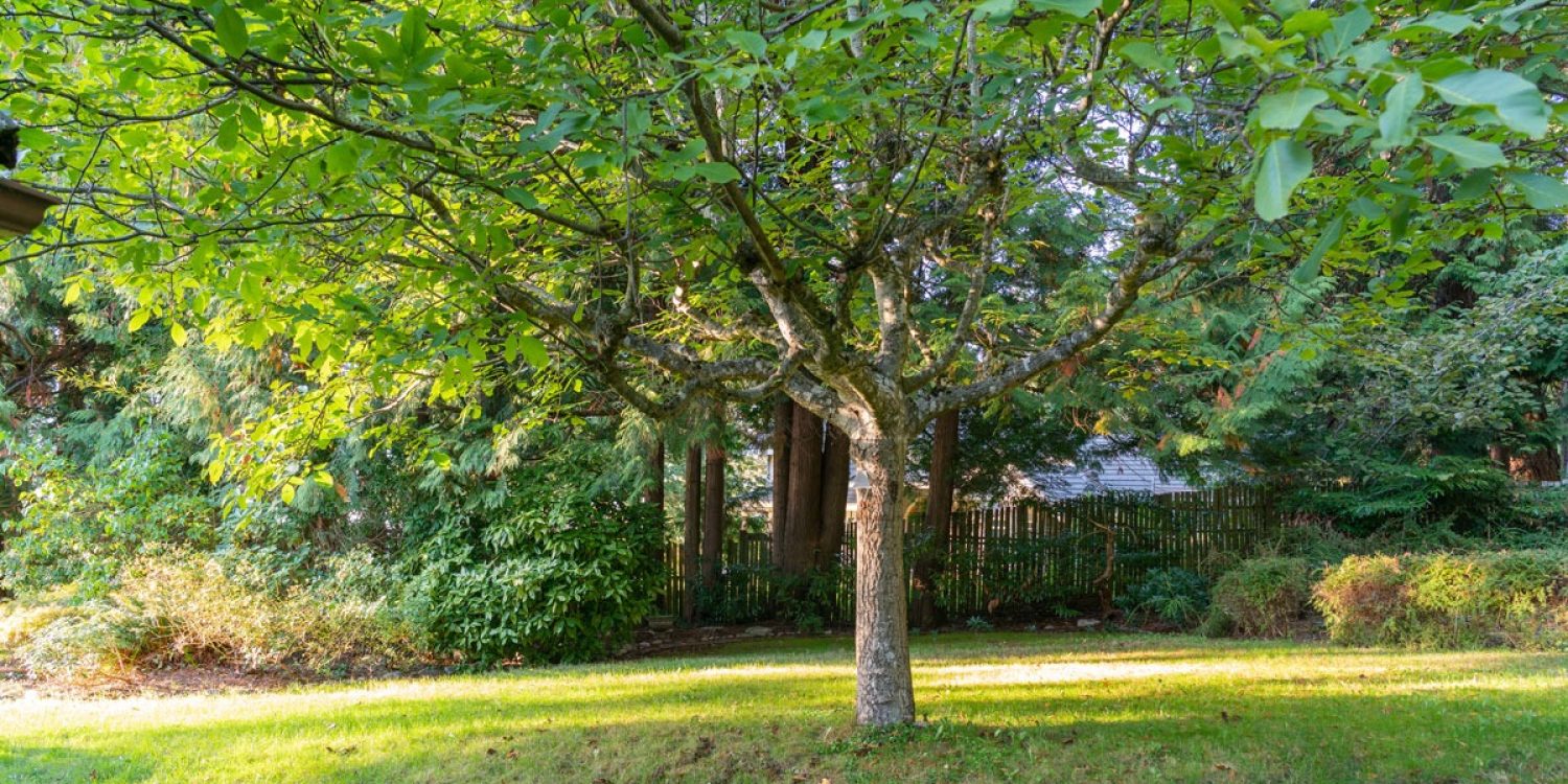 Summer tree care