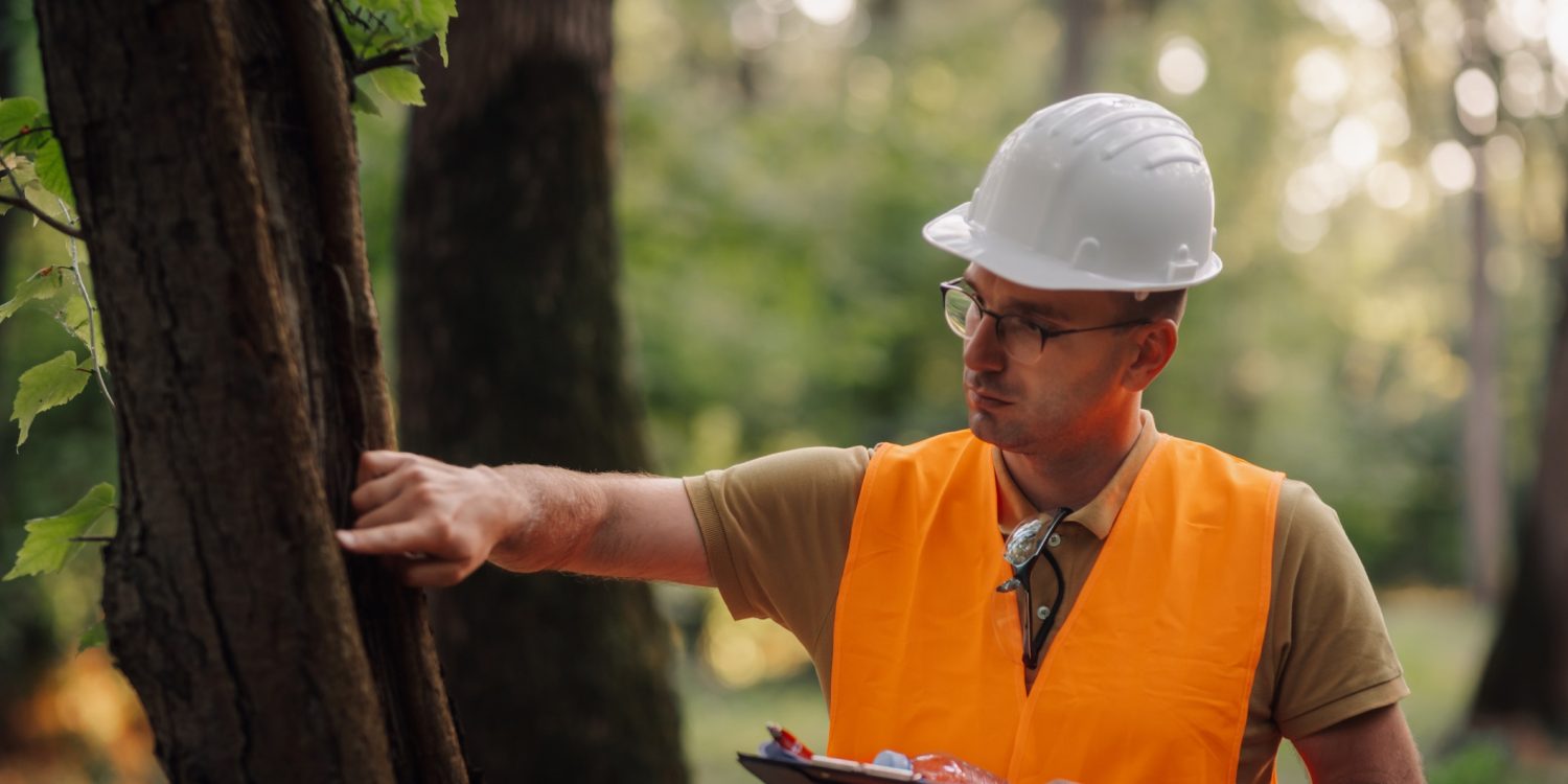 What’s included in an arborist inspection in Toronto