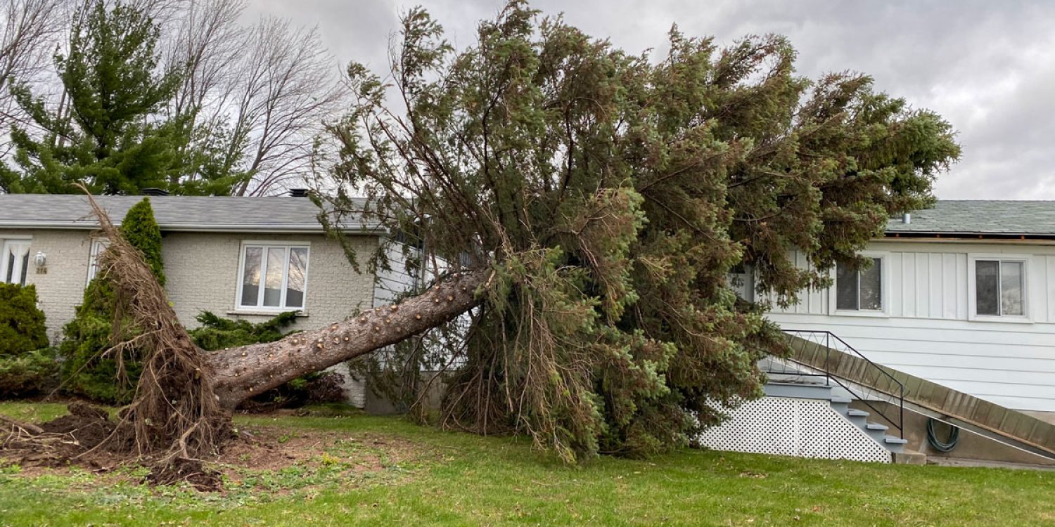 What to do if a tree falls on your property
