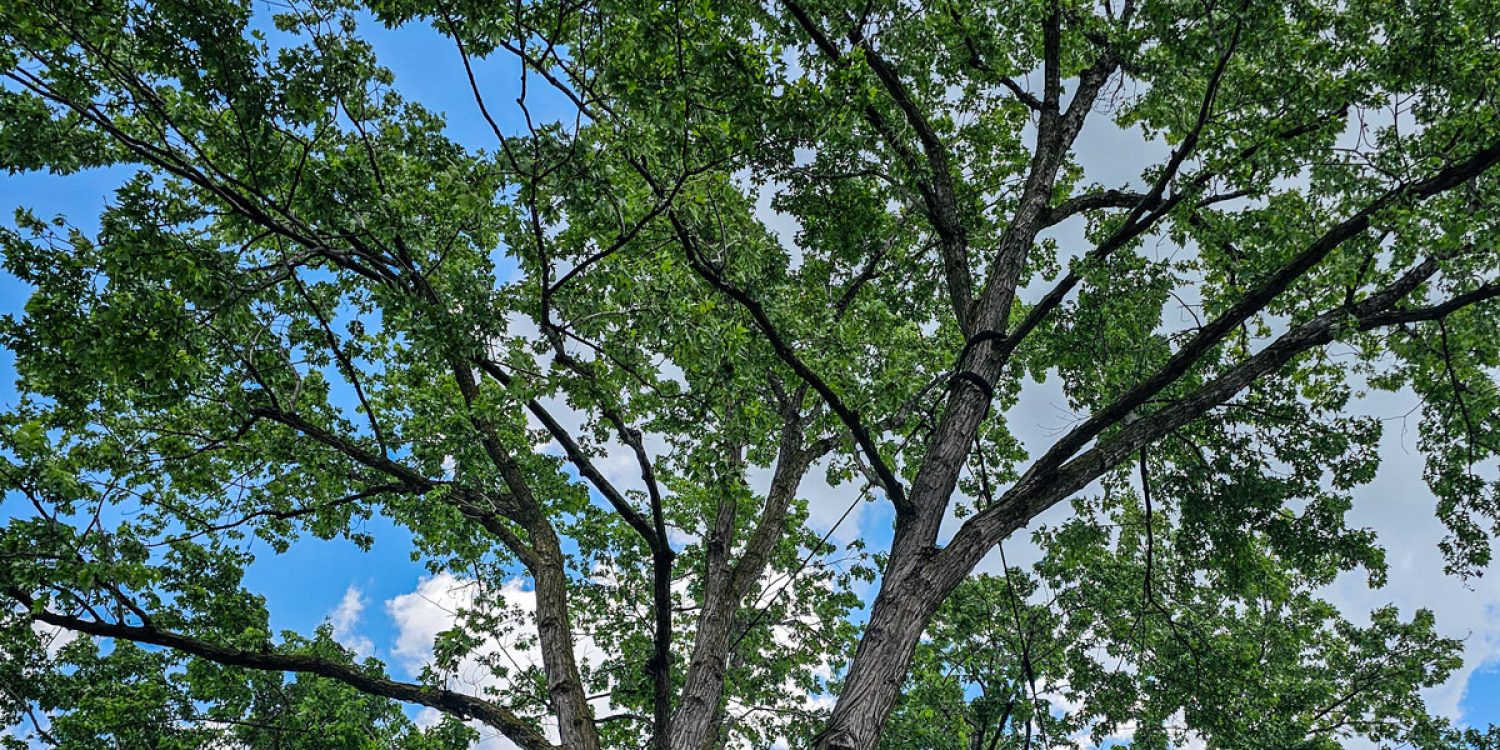Tree cabling and bracing for Ontario storms