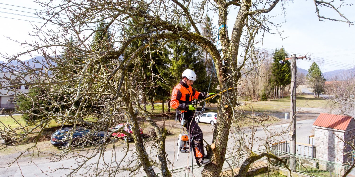 Early spring pruning is best for your trees because of cambial activity