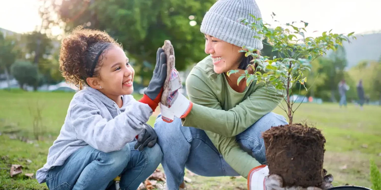How to make the proper tree selection in Toronto