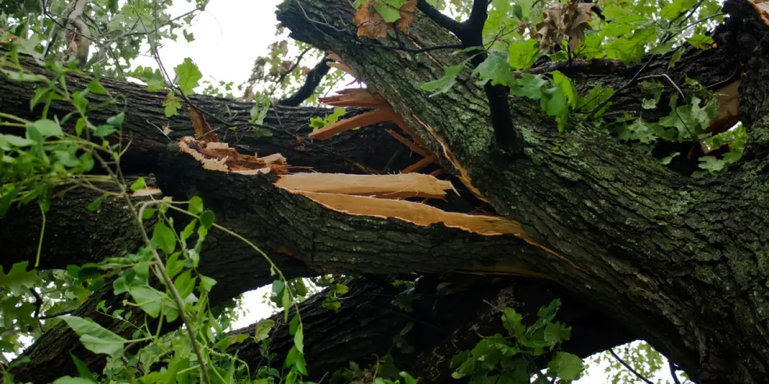 What storm damage to trees does an arborist look for