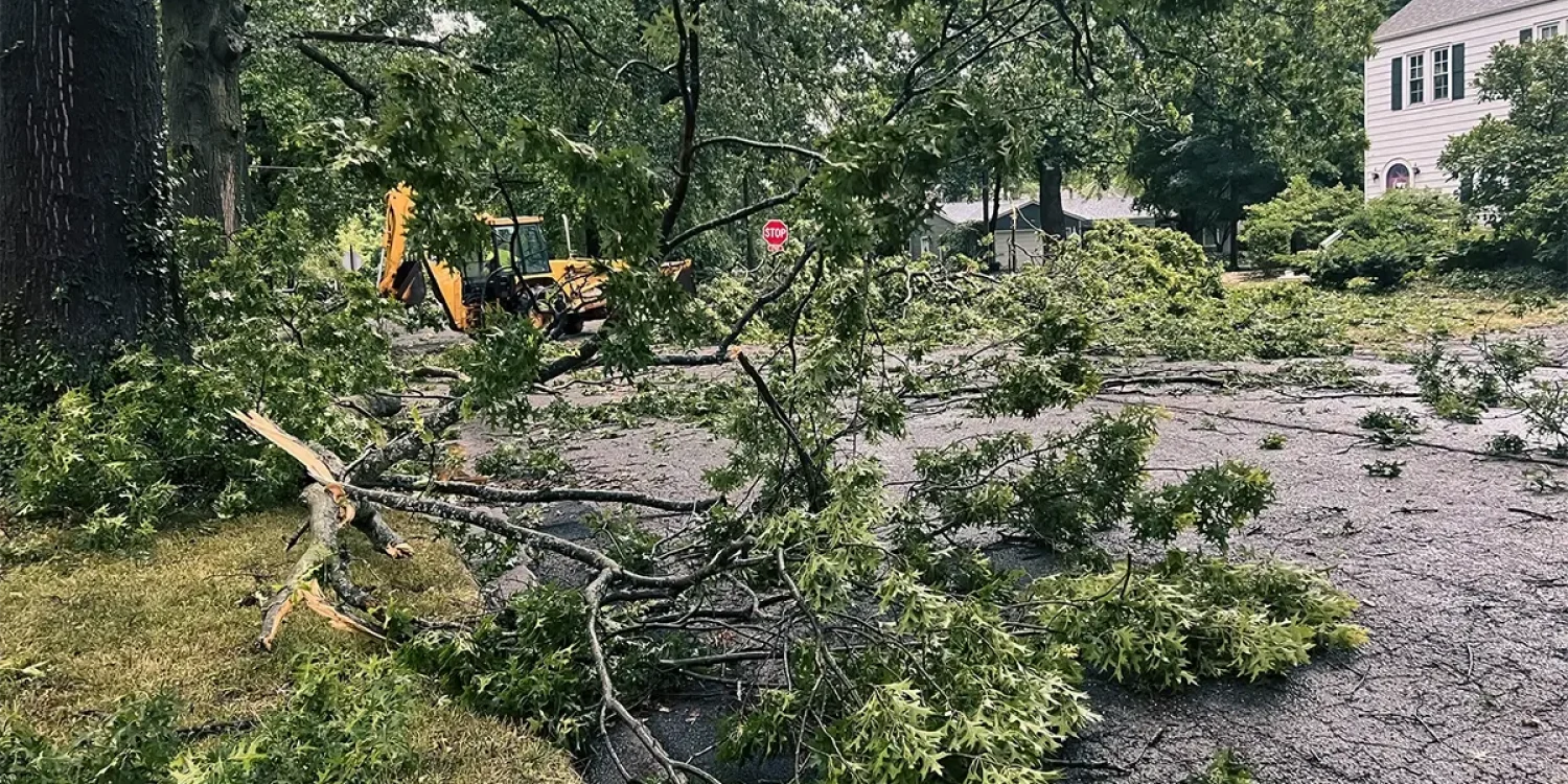 Structural defects of trees that need arborist attention during Toronto’ storm season