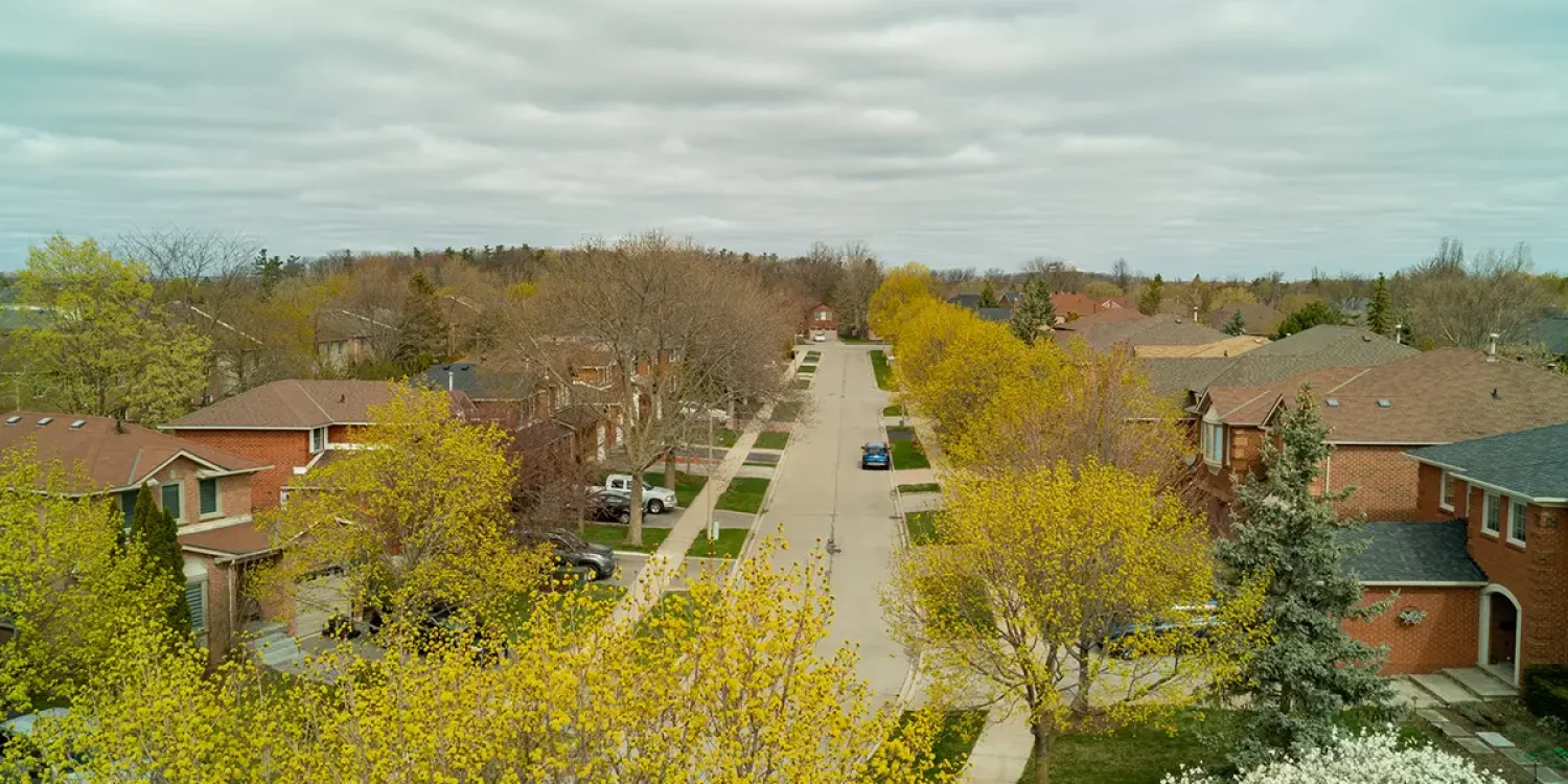 Professional spring tree pruning services in Toronto for healthy urban trees