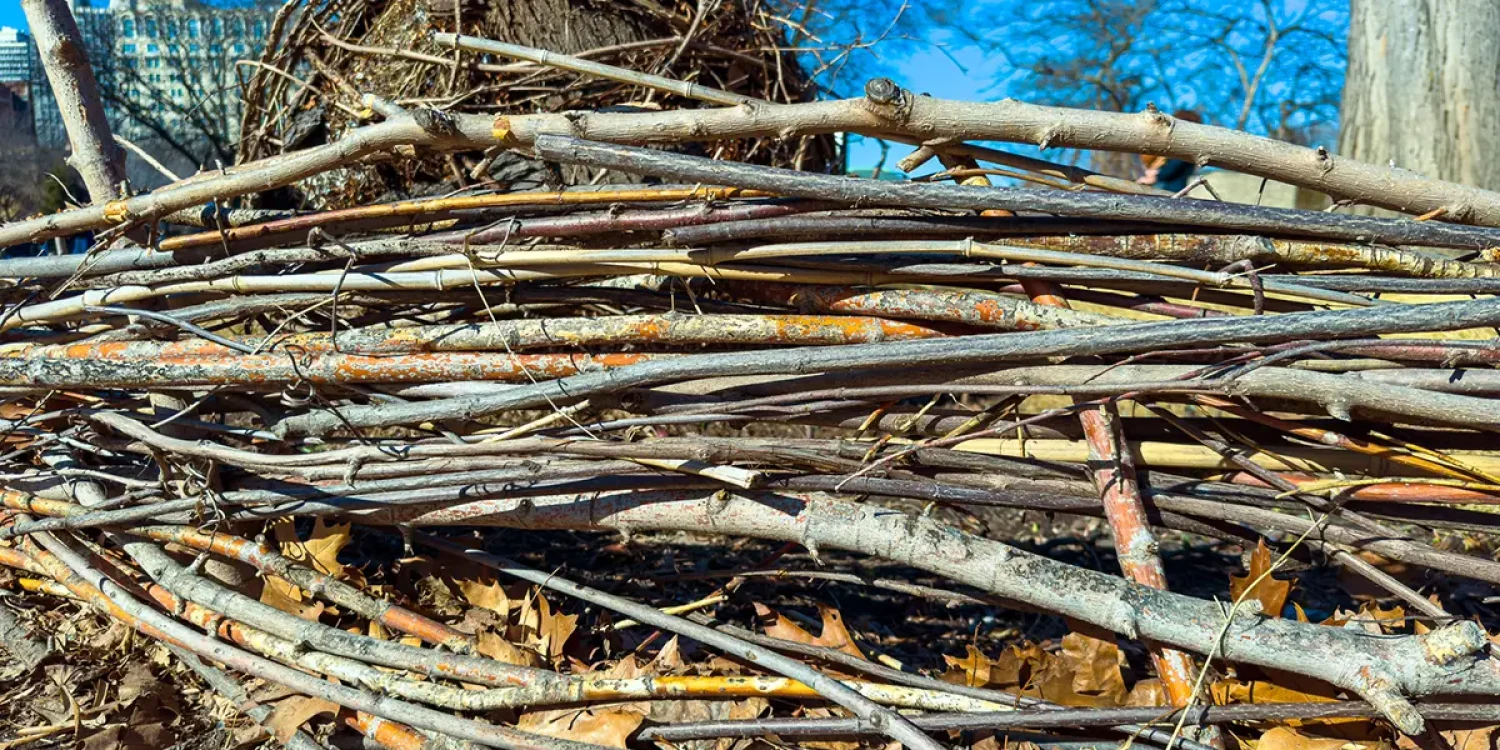 Spring tree care checklist in Toronto for healthy urban trees